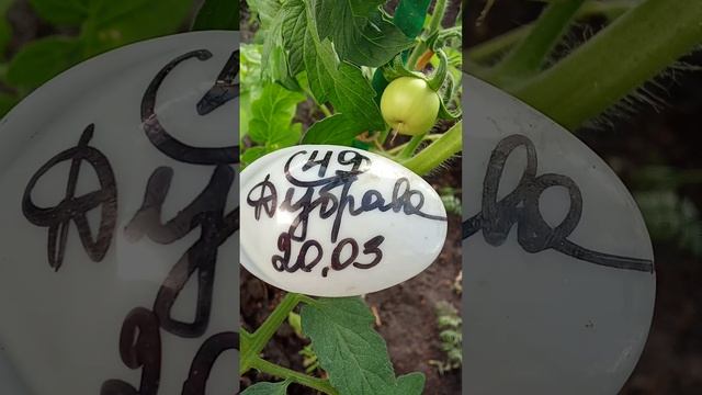 16.05.25 Завязались первые томатики