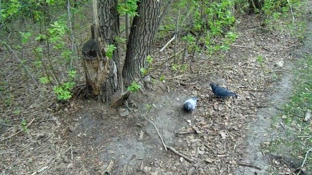 Корм у них под ногами.
