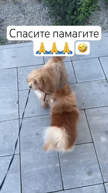 Help me🙏🙏🙏 #dog #fannyvideo #домашниеживотные #шпиц #собака #pets #шпицпомеранский #мальтипу #пес