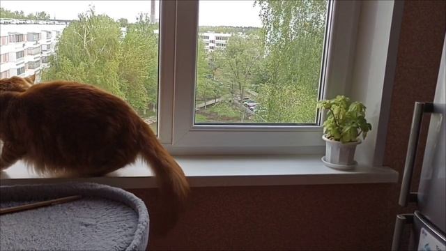 Ого буля, ты видела, видела? Прям рядом птица пролетела и села на карниз мяу
