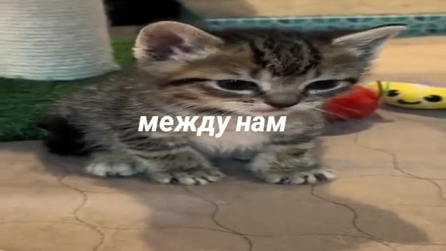 Между нами ъэ ъэ. [Котики]