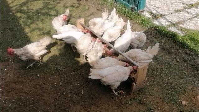17.05.25г. УБРАЛИСЬ В ЗАГОНЕ И В ДОМИКЕ. ОТМЕТИЛА ЯГОДКУ.