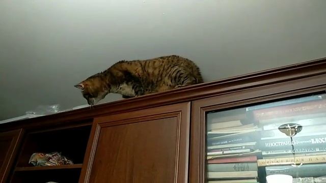 Тишка исследовательница