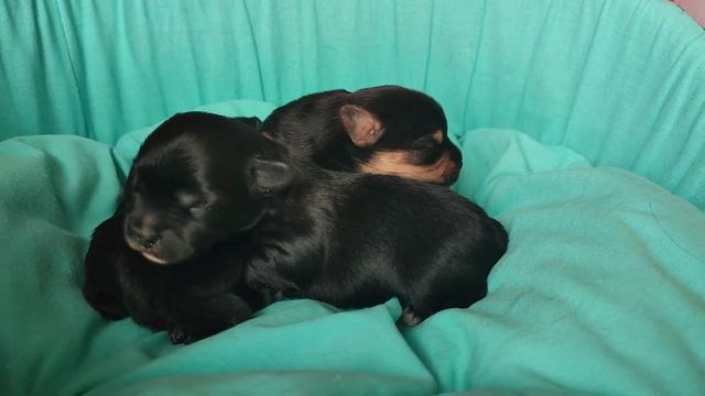 Малыши , растут🤗Мои милашки🥰 Продажа щеночков, Доставка по миру+79788972514