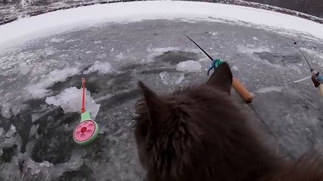 Кот на зимней рыбалке . Ловля карася на мотыль.  My fishing