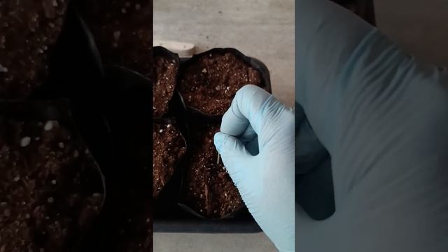 Рассада клубники. Часть 2.