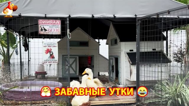 Забавные утки мускусные и пекинские на свободном выгуле ч.(22) ❣️🤗😂