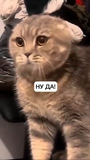 Зачем притащил это в наш дом прикол