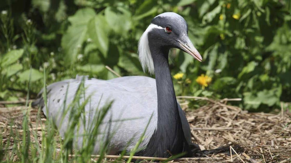 Бойня ради хайпа и еды: краснокнижные журавли оказались на грани вымирания