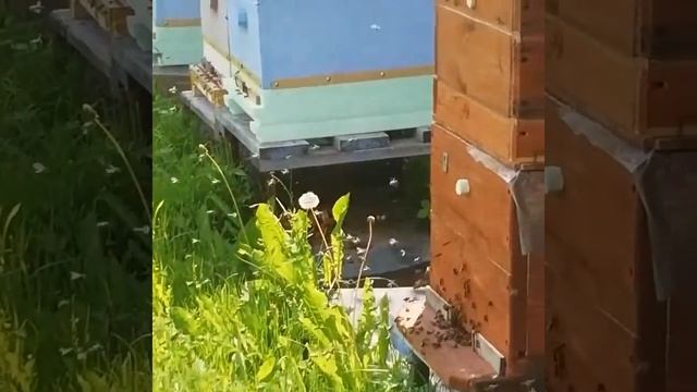 Пчелопакеты 2 месяца спустя