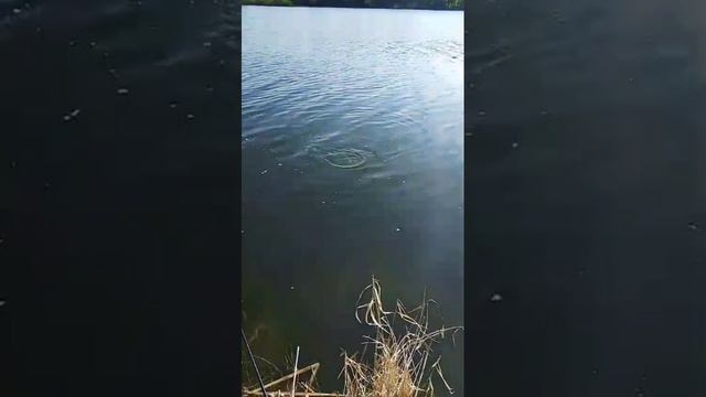 Рыбалка на озере