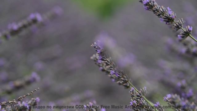 Слушайте её вместе - и почувствуйте, как сердца синхронизируются! - Honied Through -- Big Quiet -- L