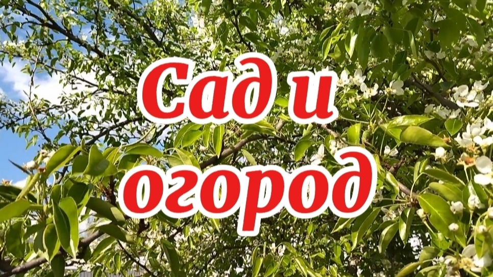 Обзор сада и огорода