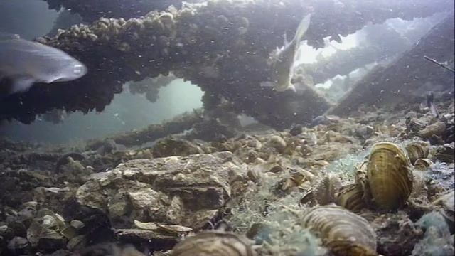1000043170.mp4Волга.17.05. 2025г.