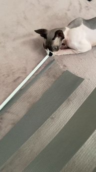 Великий дизайнер 🐾