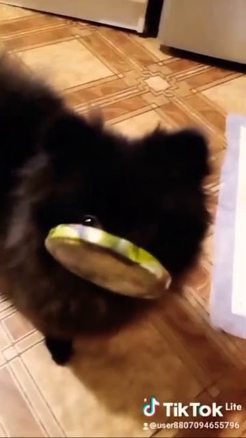Шпиц🐶 Литта💕тонкий намёк:хочу🍜🍜🍜🍜😍