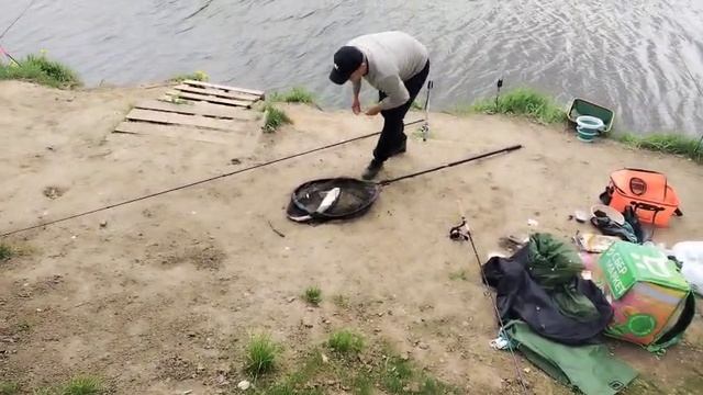 Осетр