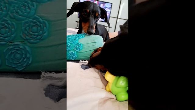 Собачьи хулиганки)))😍😍😍