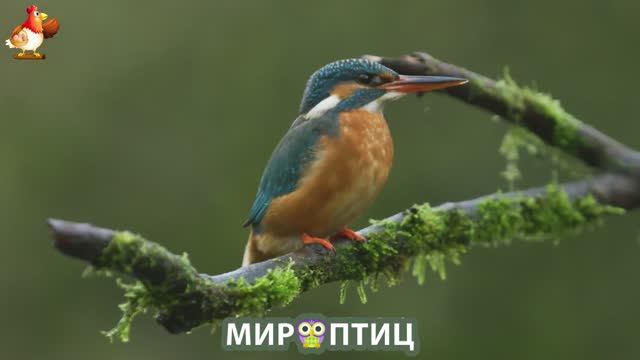 Мир птиц – красота и грация пернатых созданий Природы 🦩🦚🦜 Выпуск (128) 🦉🐦🐤