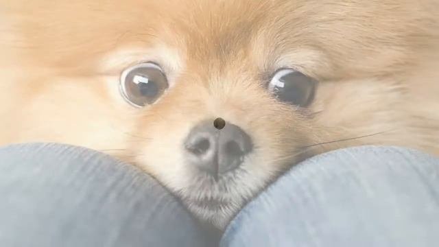 Собачки:3❤❤❤