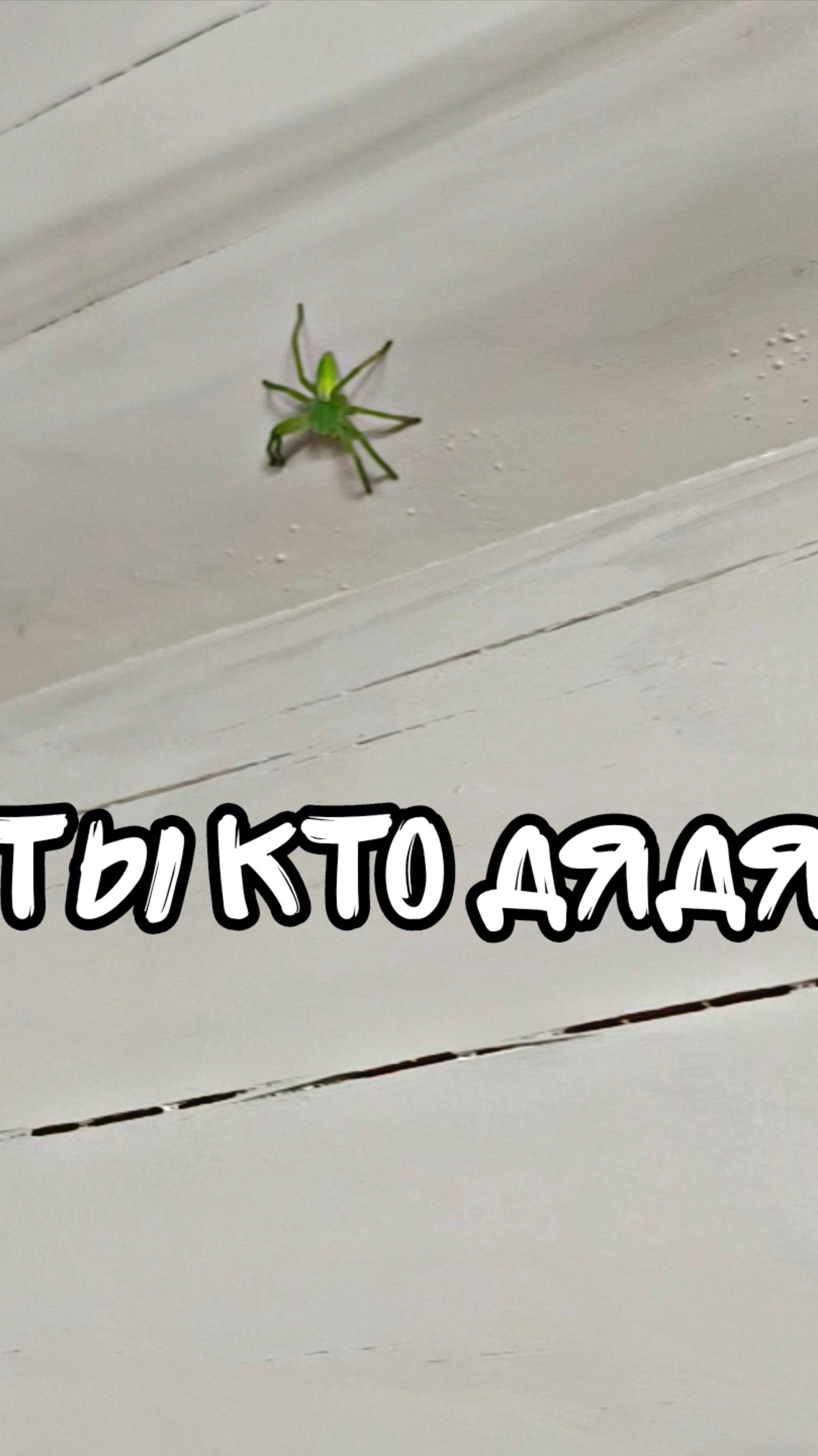 Зелёный паук?!