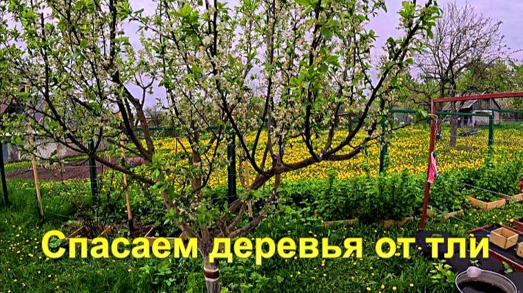 "Спасаем деревья от вредителей."#сад#огород#дача