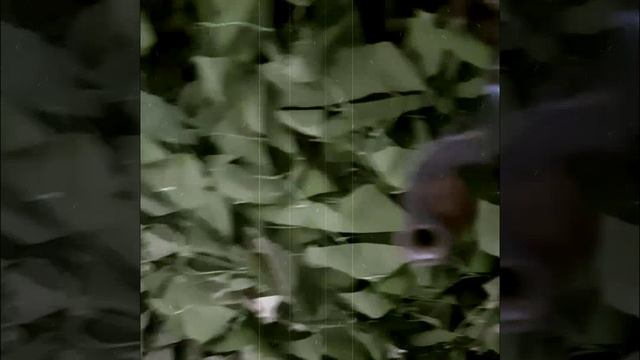 ДШК