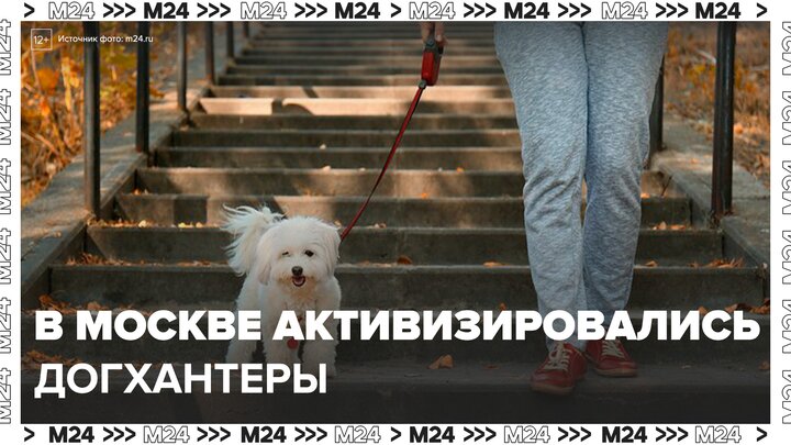 "Московский патруль": догхантеры активизировались в подмосковном Красногорске - Москва 24