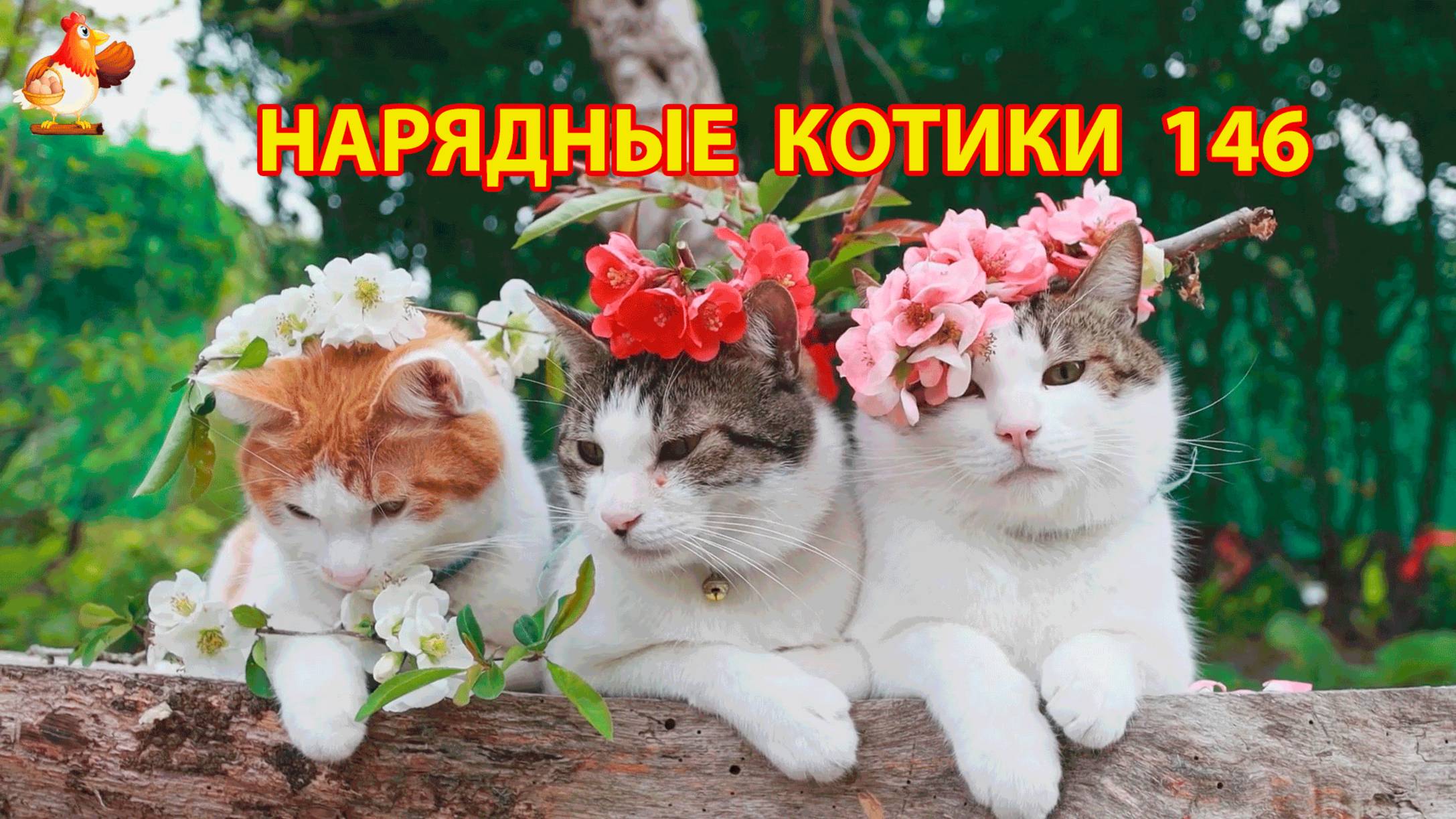 Нарядные Котики расслабляются на солнышке 🌞 🐈🐈🐈 (146)