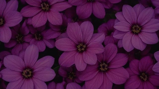 Наперстянка - Советы для цветника