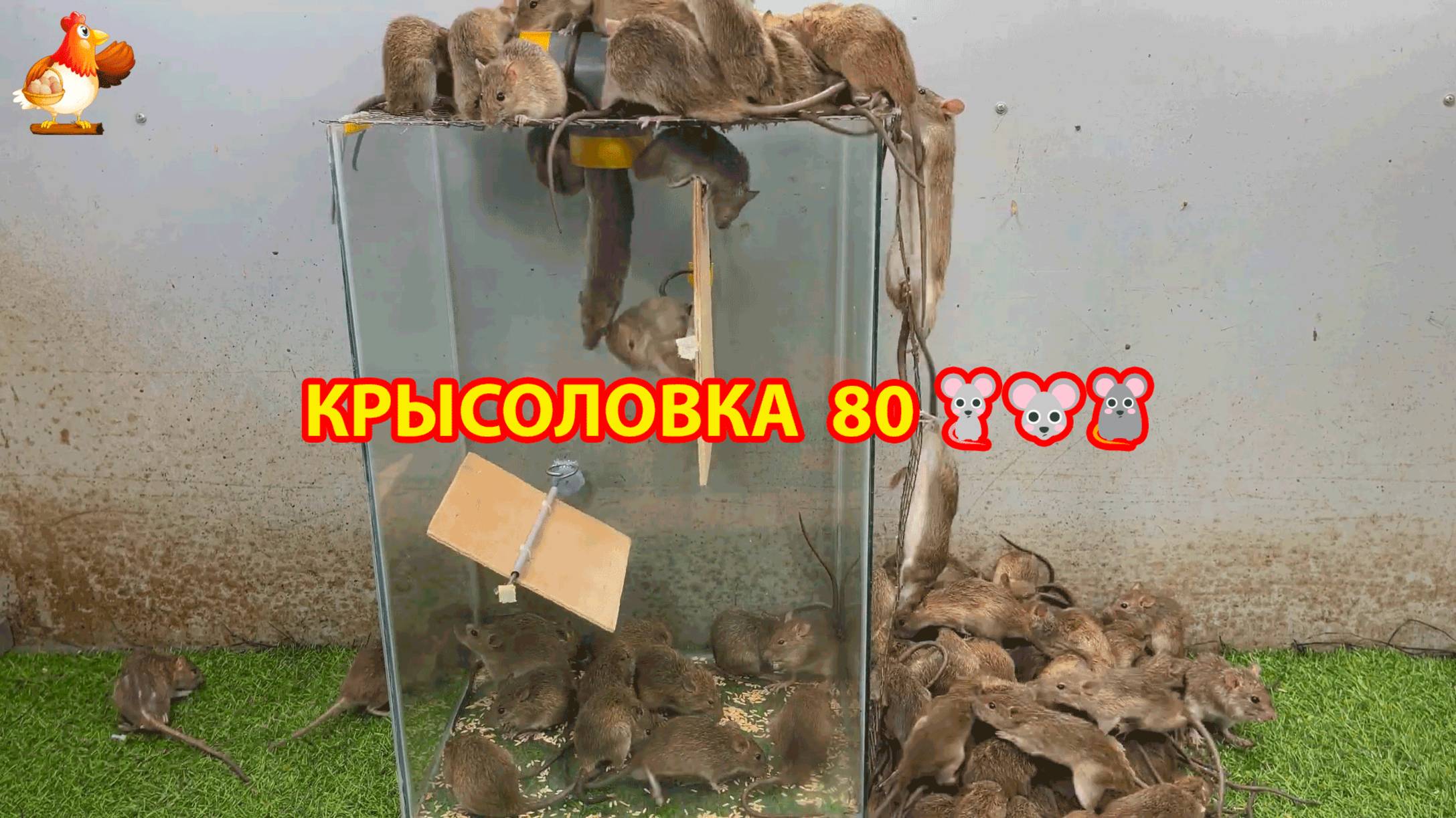 Крысоловка вариант (80) 🐀 Как сделать крысоловку своими руками и поймать кучу крыс 🐀🐁🐀