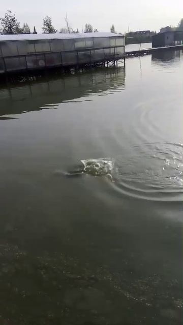 WhatsApp Video 2025-05-17 at 07.08.02