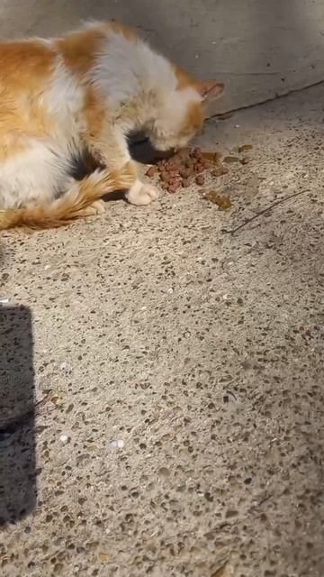 В ВЯТСКИХ ПОЛЯНАХ НУЖДАЕТСЯ В ПОМОЩИ КОТ ИЛИ КОШКА