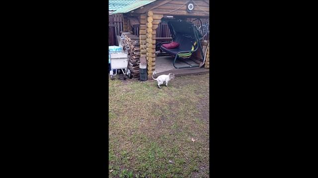 Собака. Кот. Том и Коты