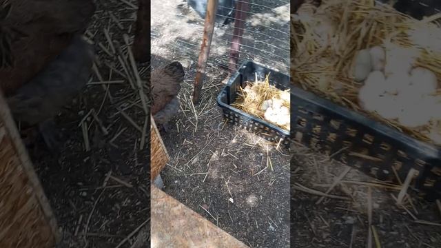 Сушка опилок