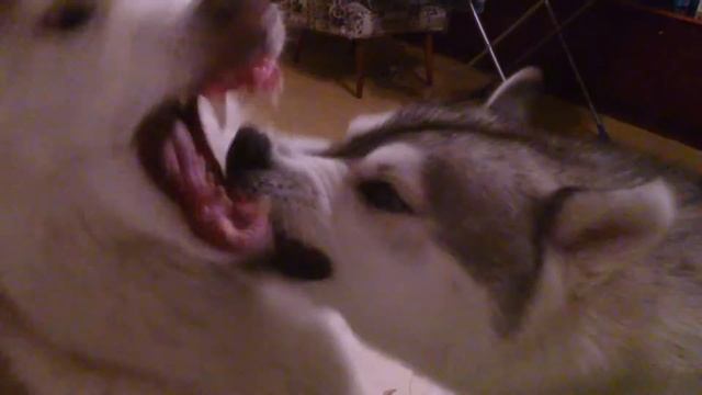 Где тапок??!!