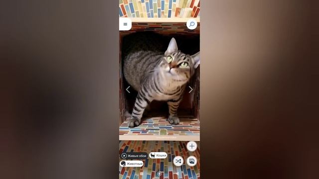 Живые обои кот