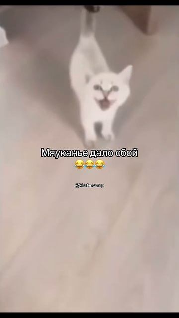 Мяуканье дало сбой😂