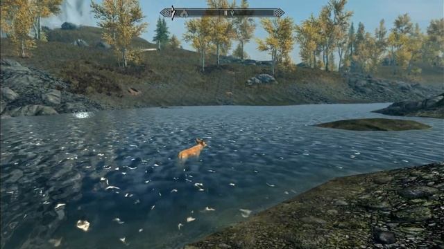 Skyrim. Лиса стоит в воде