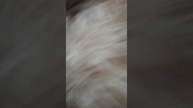 VID_20250517_093355.mp4