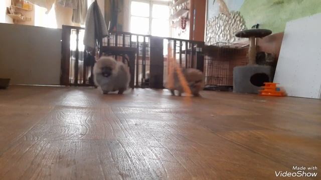Дети померанского шпица. https://vk.com/video29529260_456239874