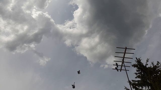 Николаевские голуби 17.05.25 г