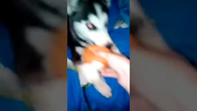 Хаски Снежка играет дома