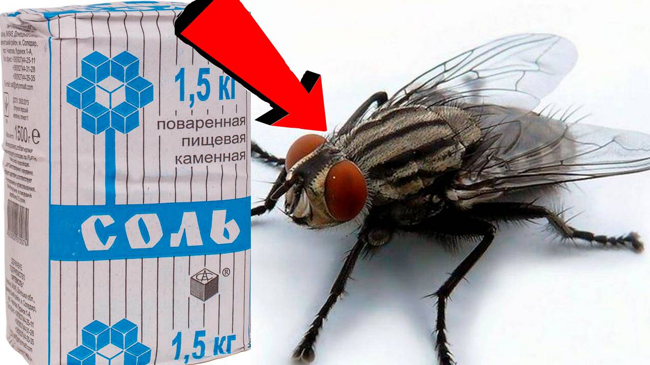Как избавиться от мух за 3 Секунды..!.!.!...