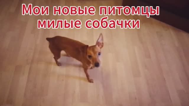 Смешные собачки Маленькой Породы Новые Питомцы