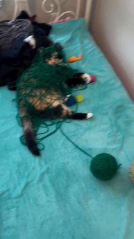 Запутанная история