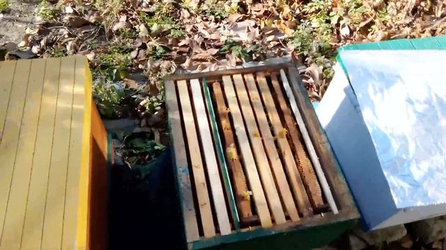 Коли можна починати підкормку зимуючих бджіл