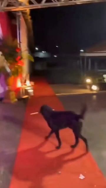 На концерте в Бразилии пёсель увидел барабанную палочку и захотел такую же