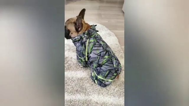 Отличный комбинезон для французского бульдога #франц?