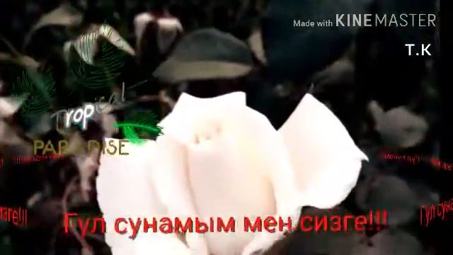 Сизге